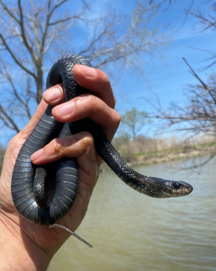 Melanistic Eastern Garter Snake